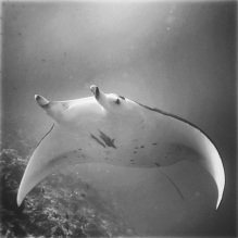 "Manta Ray#1" - Rangiroa, French Polynesia
