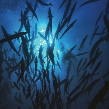 "Baracudas" - Rangiroa, French Polynesia