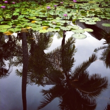 "Plamtrees Miror" - Bora Bora Island, French Polynesia