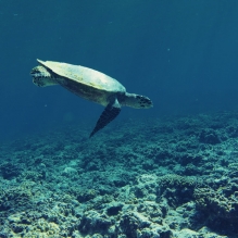 "Green Meeting#1" - Rangiroa, French Polynesia
