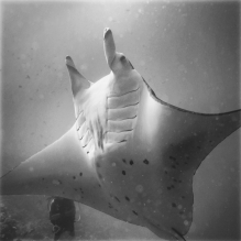 "Manta Ray#3" - Rangiroa, French Polynesia