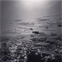 "Sardines" - Rangiroa, French Polynesia