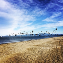 "Flight of Birds" - Collingwood beach, New Zealand