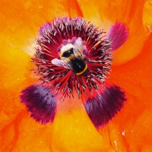 "Bee" - Christchurch, New Zealand