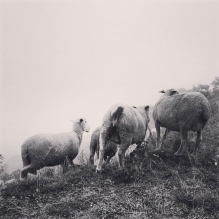 "Sheeps" - French Alps, France
