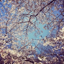 "Cherry Trees" - Kyoto, Japan