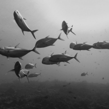 "Caranx"- Rangiroa, French Polynesia