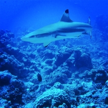 "Black tip & Blue Water"- Rangiroa, French Polynesia