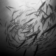 "Baracudas Circle" - Rangiroa, French Polynesia