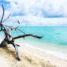 "Wilde Wood" - Hao Atoll, Tuamotu Islands, French Polynesia