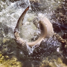 "Angry Shark" - Rangiroa, French Polynesia