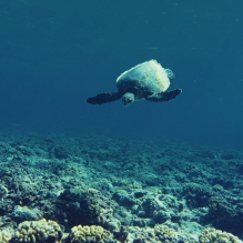 "Green Meeting#2" - Rangiroa, French Polynesia