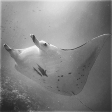 "Manta Ray#2" - Rangiroa, French Polynesia