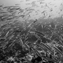 "Sardines" - Rangiroa, French Polynesia